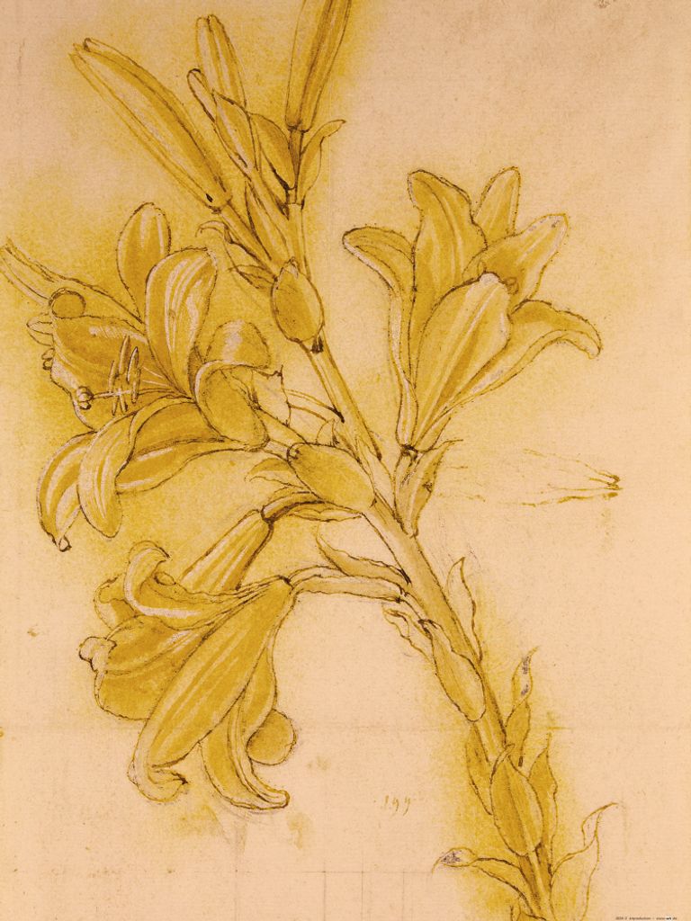 Leonardo Da Vinci Kunstdruck Bild - Lilienstudie, 1480-1485 (80 x 60 cm)