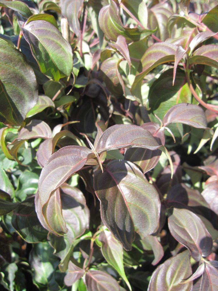 Cornus kousa Copacabana - Japanischer Blumenhartriegel - 60-80cm
