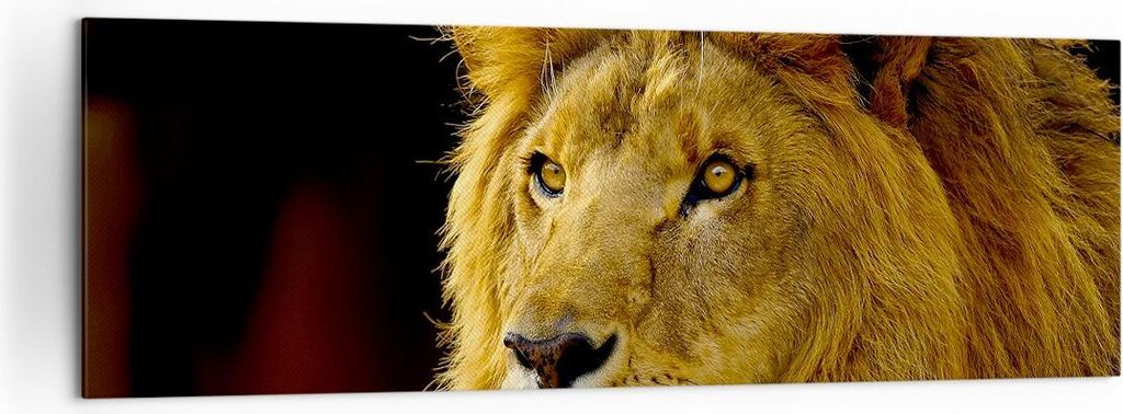 Bild auf Leinwand - Leinwandbild - Löwe Tiere Tierwelt - 160x50cm - Wand Bild - Wanddeko - Leinwanddruck - Bilder - Kunstdruck - Wanddekoration - ...