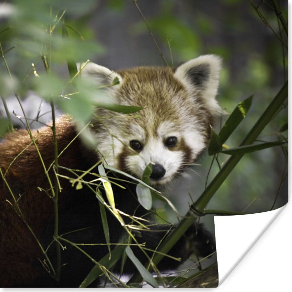 MuchoWow Poster Roter Panda - Zweige - Grün 75x75 cm - Wand Dekoration