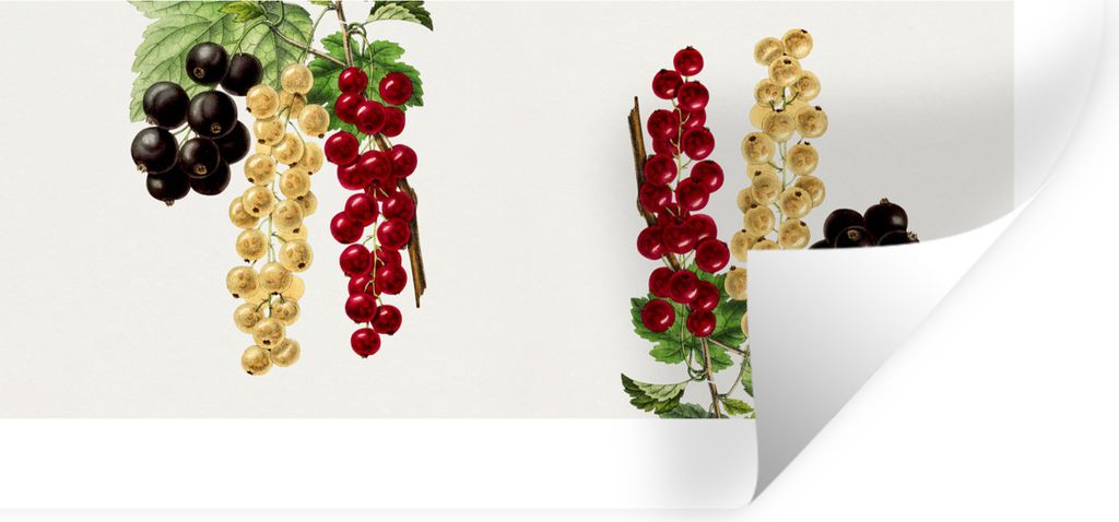 MuchoWow Wandtattoo Wandsticker Wandaufkleber Trauben - Beeren - Lebensmittel 120x60 cm Selbstklebend und Repositionierbar - Sticker - Dekorfolie