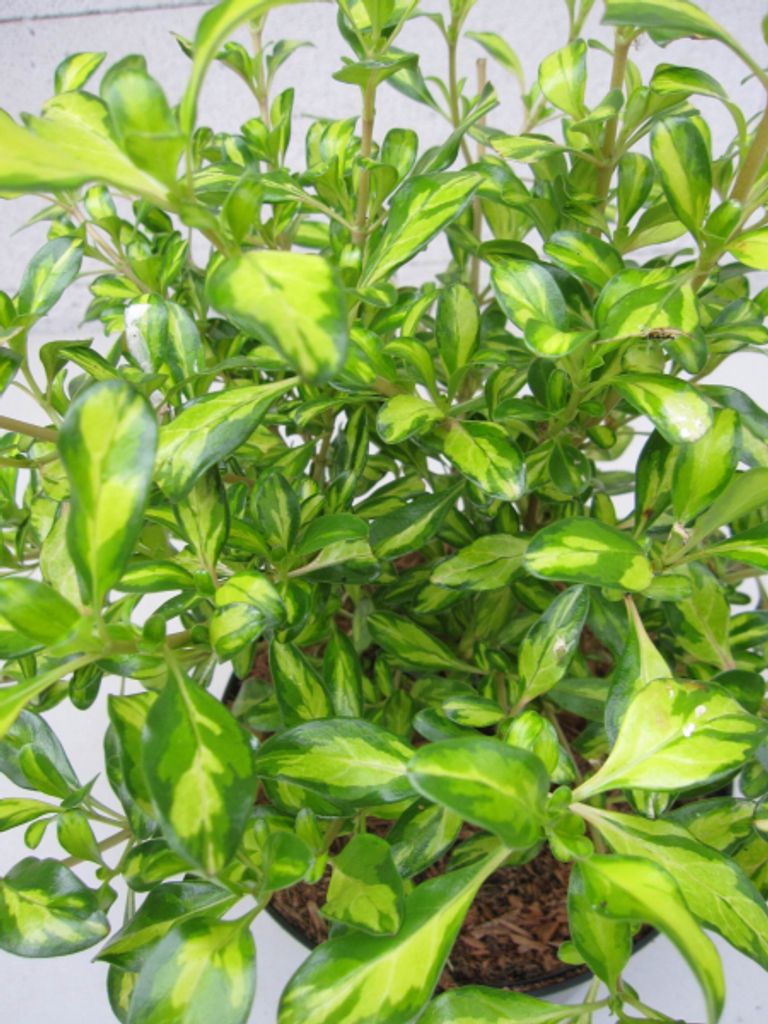 Spiegelbusch Lemon and Lime - Coprosma Lemon and Lime - Blattschmuckpflanze - 30-40cm