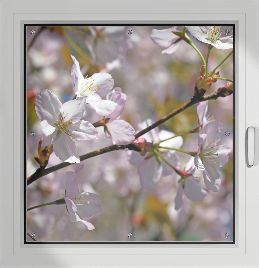 Wallario Lichtschutzbild, Dekorativer Sichtschutz Sonnenschutz 96 x 93 cm mit Motiv: Kirschblüten in zartem Rosa - Frühling im Garten - Verdunklu...