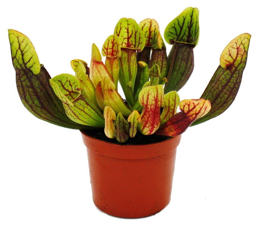 Roślina rurkowata – Sarracenia purpurea Hybr. – Roślina Zdjęcie produktu 