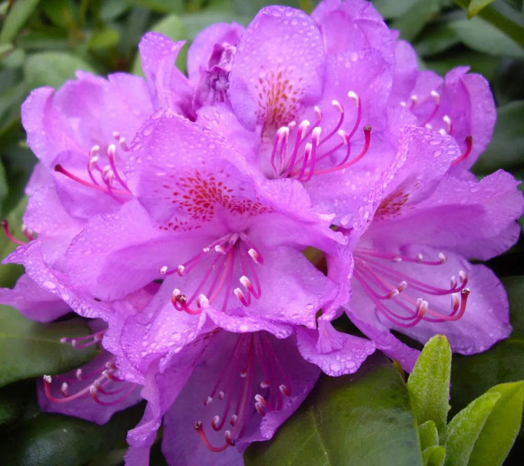 Rhododendron Rose des Alpes : Floraison Mauve et Feuillage 70 cm