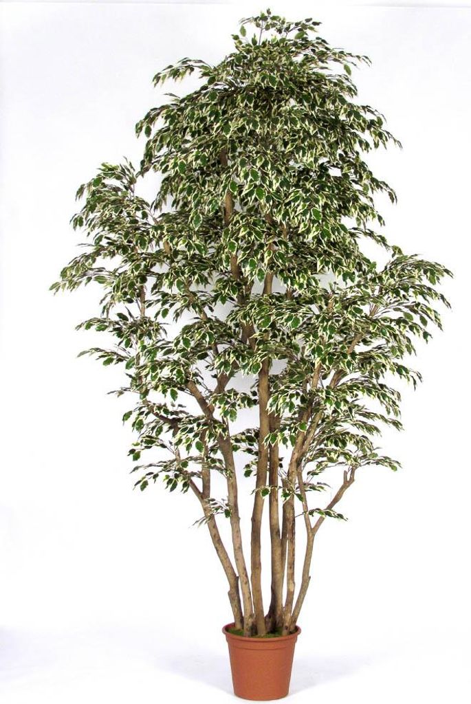 artplants.de Kunststoff Ficus Benjamini MIMITIGO, Echtstämme, grün-weiß, 175cm - Italy - Künstlicher Ficus