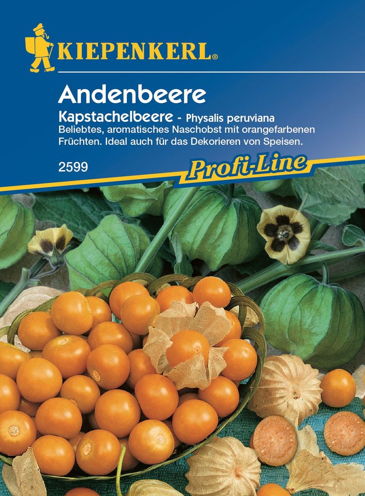 Andenbeere Kapstachelbeere - Physalis