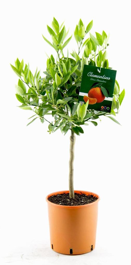 Citrus × clementina 80-100 cm Clementine - Klementine - Zdjęcie produktu 