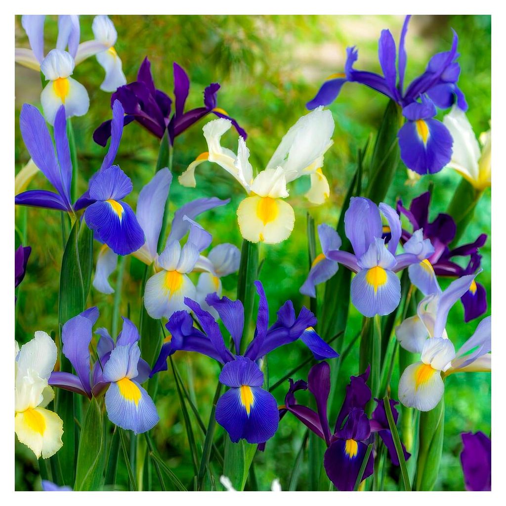 Holländische Iris Zwiebeln Blütenbrise Kollektion (50 Zwiebeln), Winterharte Schwertlilien Mischung aus Holland, Mehrjährig und Farbenreich für...