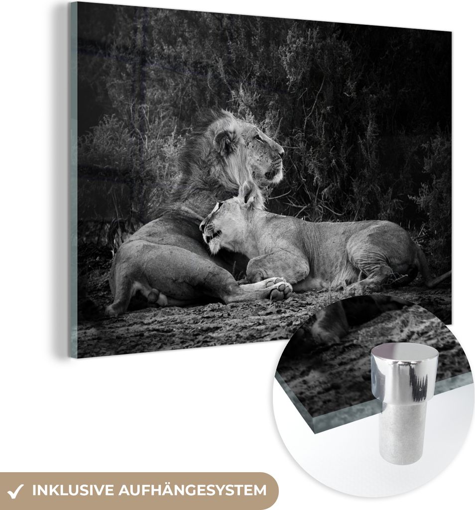 MuchoWow Glasbilder - Bilder auf Wandbild - Foto auf Glas Löwen - Schwarz - Wilde Tiere 120x80 cm Wanddekoration aus Glas - Acrylglasbild - Acrylb...