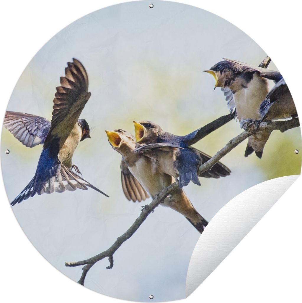 MuchoWow Gartenposter Outdoor-Poster Rund Juvenile Rauchschwalben Ø 150 cm Gartendeko Rundes Poster draußen