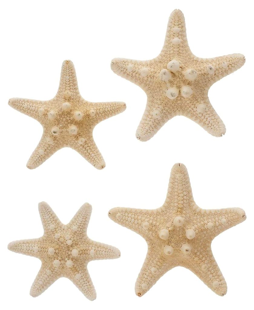 Natürliche Seestern Dekoration 8X8X3Cm 4 Stück für Aquarium und Heimdekoration