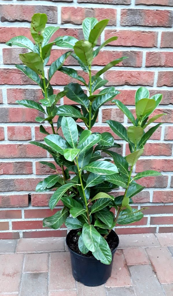 10 Kirschlorbeer Pflanzen, Prunus laur. Rotundifolia, Höhe: 60-80 cm, immergrüne Heckenpflanzen