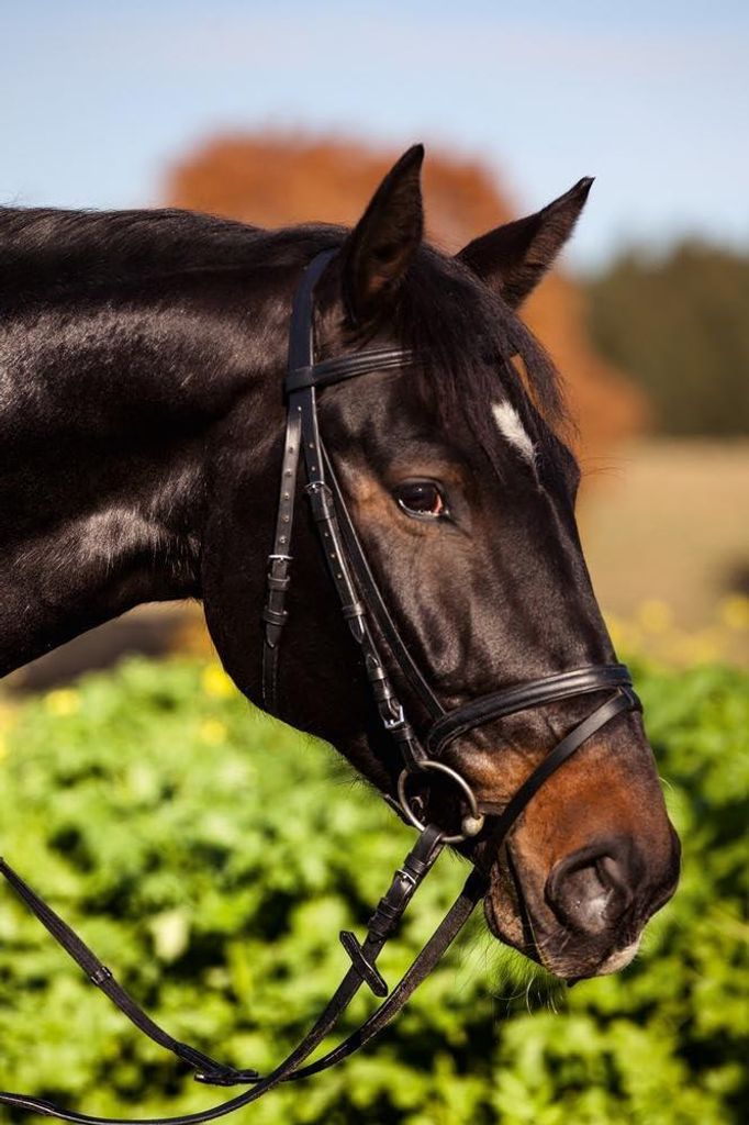 Kerbl 32170 Trensen-Zaum Standard Leder für Pony Schwarz Produktbild 