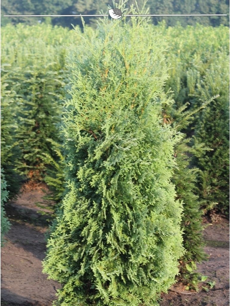 Lebensbaum Thuja Brabant 120-140 cm, 8x Heckenpflanze Produktbild 4