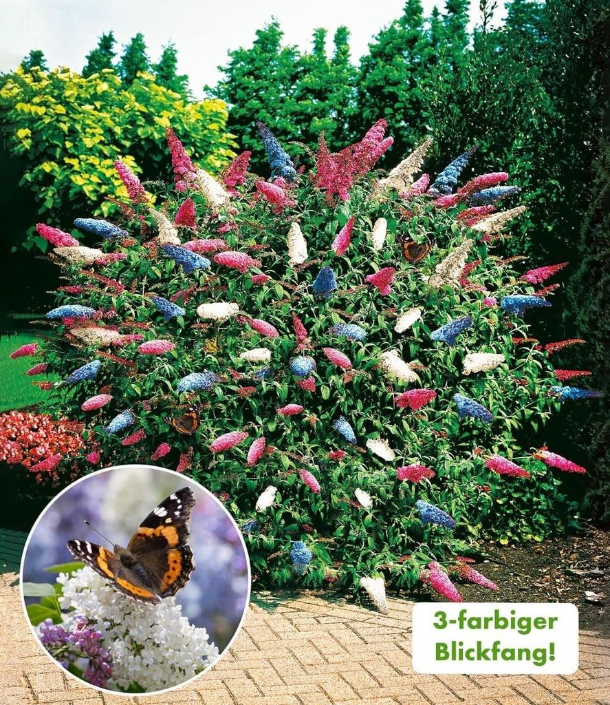 BALDUR Garten 3x dreifarbiger Schmetterlingsstrauch 'Papillion Tricolor', Pflanzen im 12 cm-Topf, Buddleja davidii, Buddleia Schmetterlingsflieder,...
