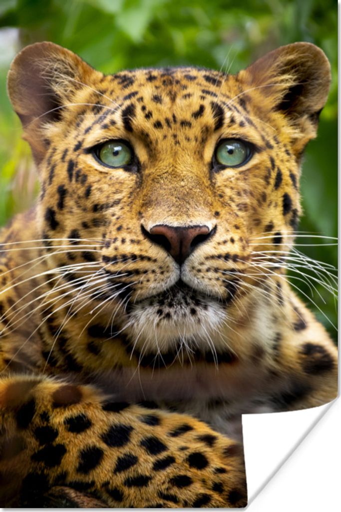 MuchoWow Poster Panther - Dschungel - Grün 120x180 cm - Kunstposter
