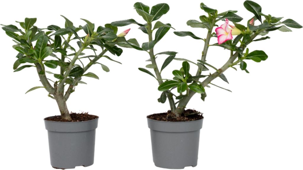 Wüstenrose - 2 Stk - Adenium obesum - Höhe 30-45cm - 13cm