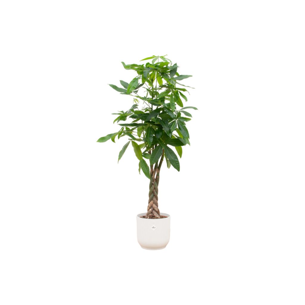 Kombi-Angebot – Glückskastanie inkl. elho Vibes Fold Round in Weiß – 150 cm hoch, Ø30