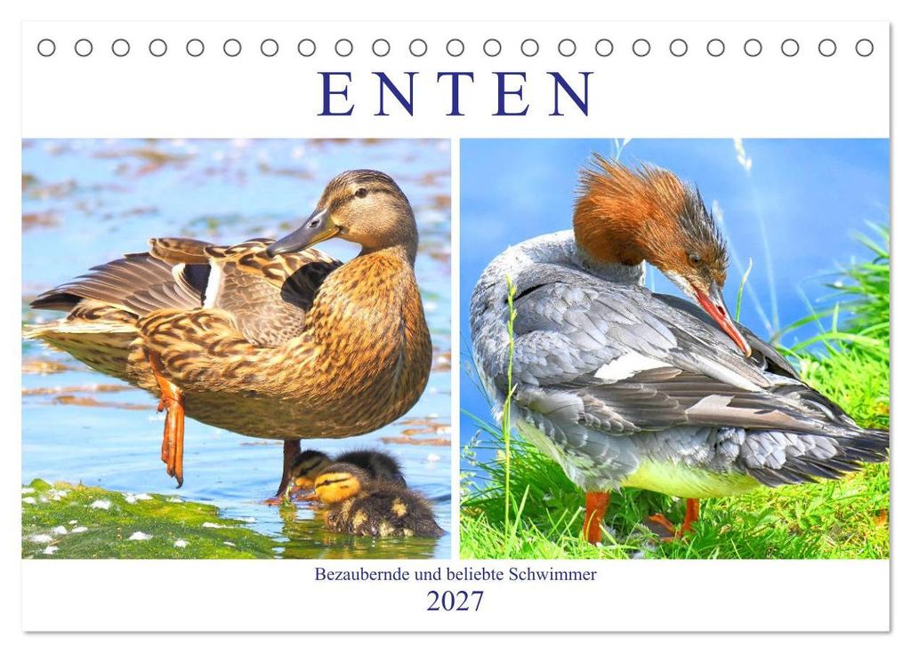 Enten. Bezaubernde und beliebte Schwimmer (Tischkalender 2027 DIN A5 quer), CALVENDO Monatskalender