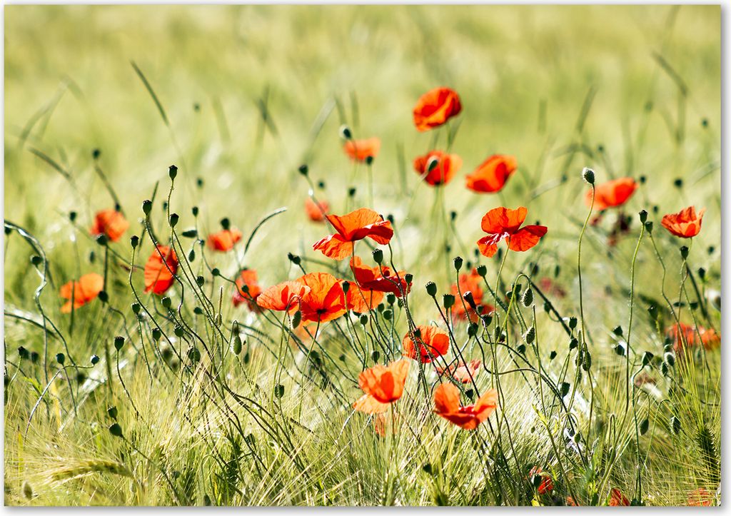 Tulup Glas-Bild - 100 x 70 - Wandbild aus Glas - Wandkunst - Wandbild hinter gehärtetem Sicherheitsglas - Blumen & Pflanzen - Mohnblumen - Rot