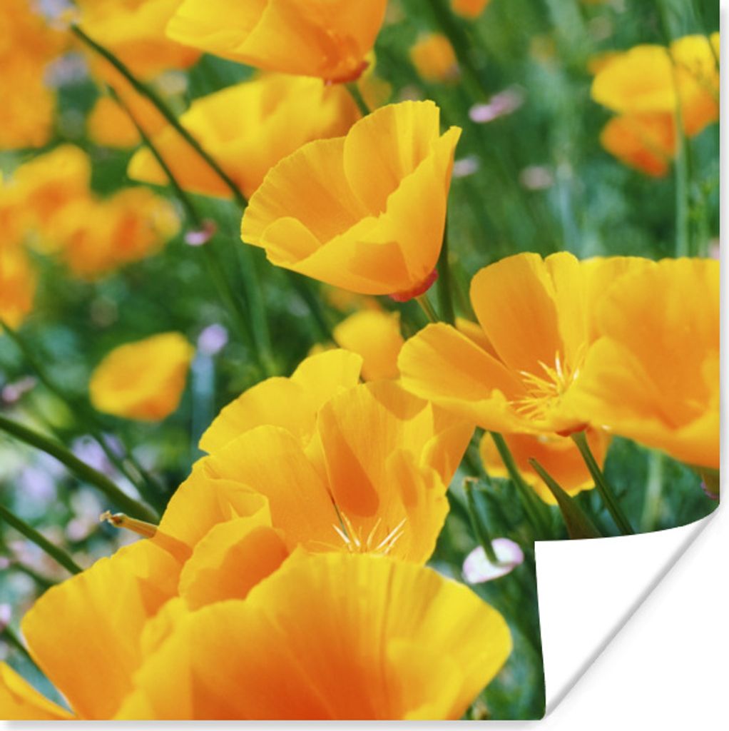 MuchoWow Poster Blumen - Garten - Orange 50x50 cm - Wohnzimmerdekoration