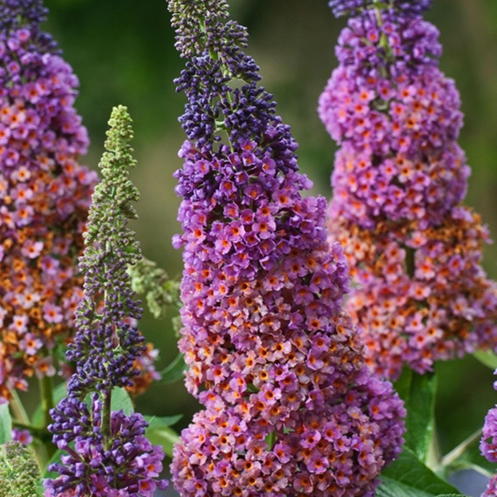 Budleja krzew motyli Budleja Dawida Flower Power 1 szt. Zdjęcie produktu 