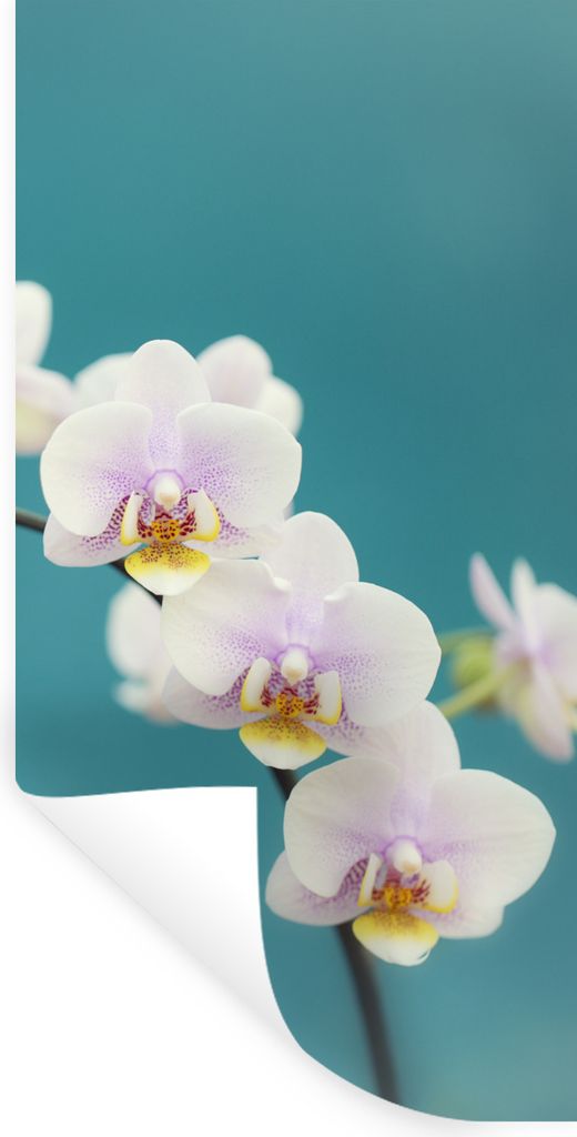 MuchoWow Wandtattoo Wandsticker Wandaufkleber Orchidee - Blumen - Pflanze - Weiß - Lila 60x120 cm Selbstklebend und Repositionierbar - Selbstkle...