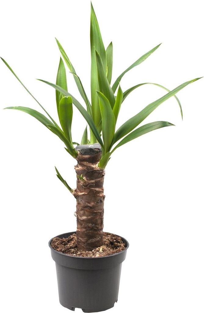 Yucca Elephantipes Ø14cm 40cm Zimmerpflanze Pflegeleicht trockenheitsverträglich