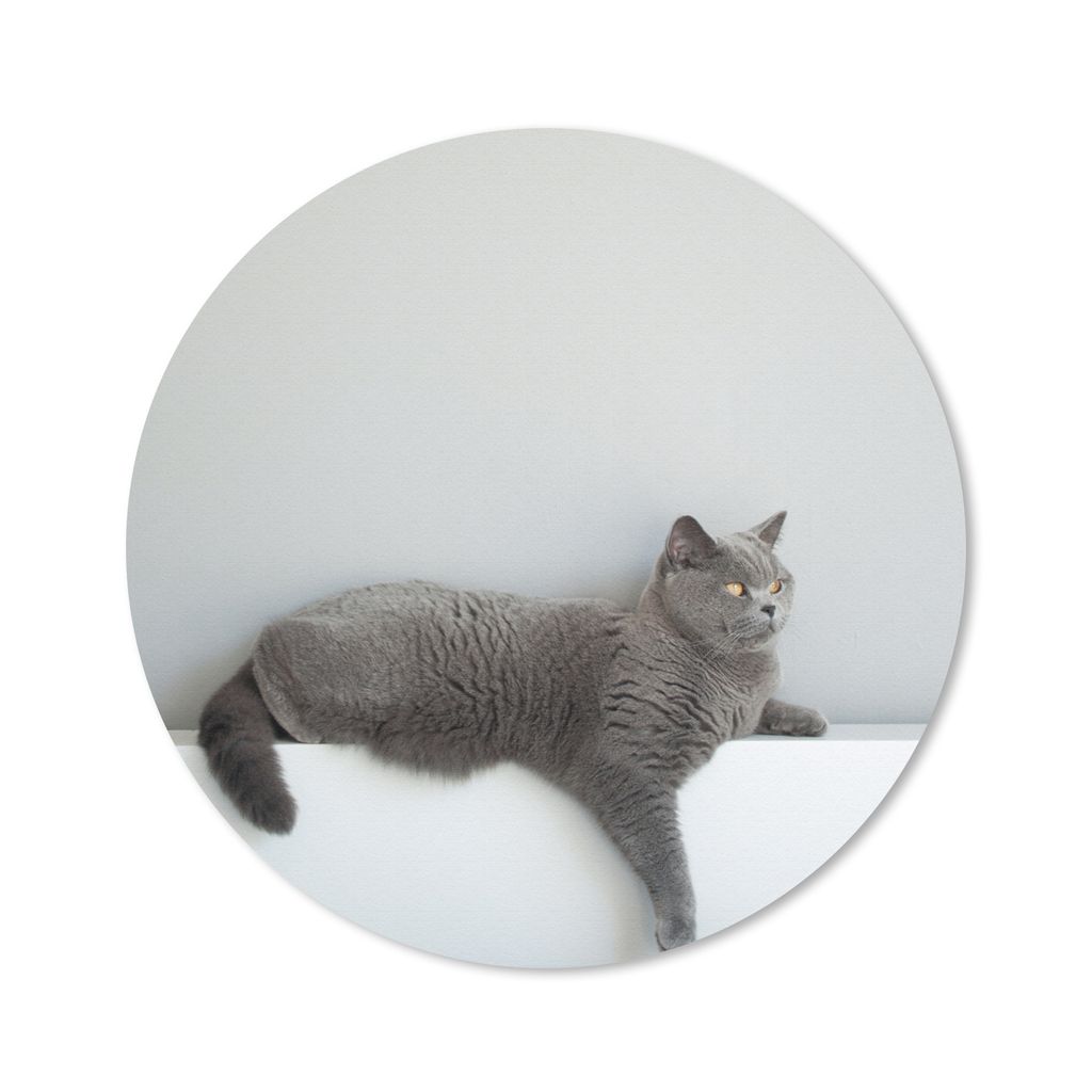 MuchoWow Mauspad Mousepad Katze - Britisch Kurzhaar - Grau - Mädchen - Kinder - Jungen - Kinder 30x30 cm - Mousepads - Maus Mat - Pad - Mausunte...