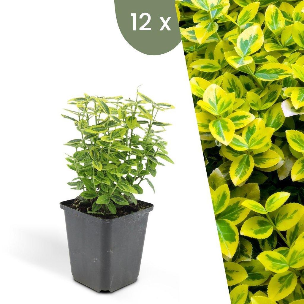 Plants by Frank | 12 Gelbe Spindelstrauch Pflanzen | Euonymus Fortunei 'Emerald 'n Gold' | Winterhart | Mehrjährig | Gartenpflanzen