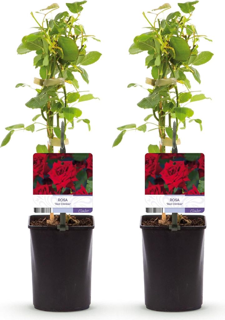 Green boutiQ - Rosier grimpant - Rosa Red Climber - Fleurs Image du produit 