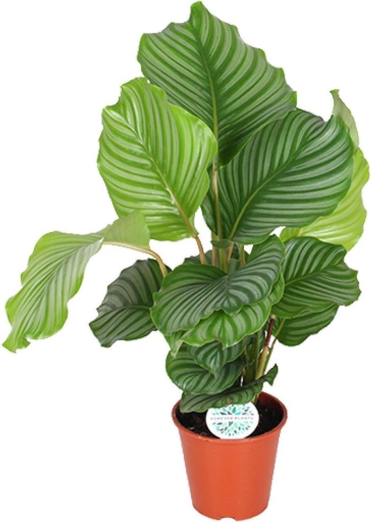 Korbmarante Calathea Orbifolia – Zimmerpflanze – Ø17cm 60cm – Tropische Blattschmuckpflanze mit silbergrünen Mustern – Pflegeleicht & ...