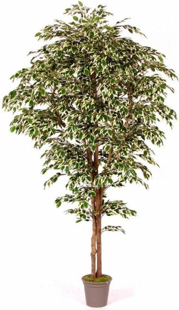 artplants.de Deko Ficus Benjamini Linette, Naturstämme, grün-weiß, 125cm - Italy - Kunstficus