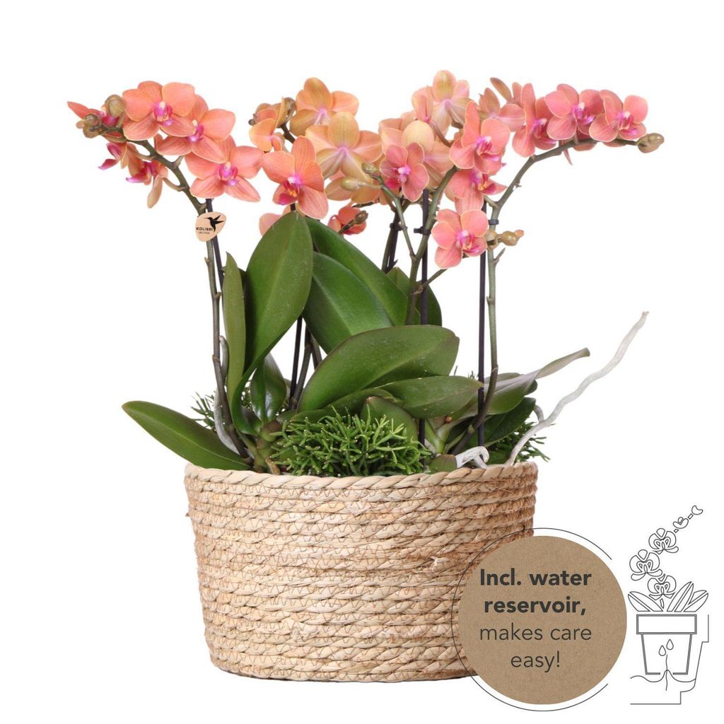 Kolibri Orchids orangefarbenes Pflanzenset im Schilfkorb inkl. Wassertank drei orangefarbene Orchideen Bozen 9cm und drei Grünpflanzen Rhipsalis D...