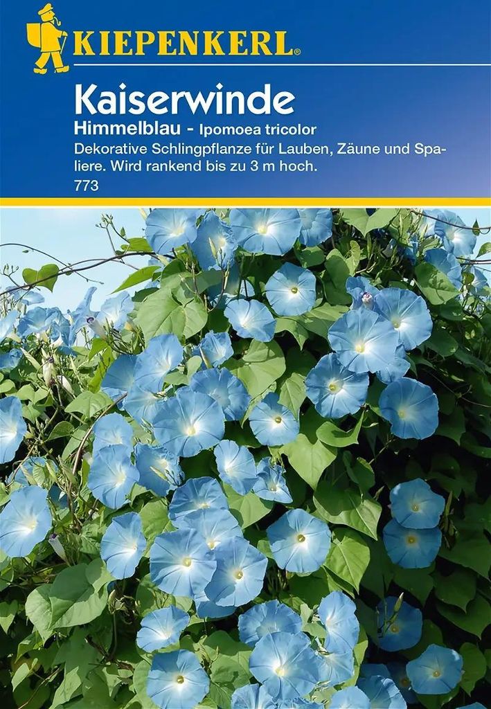 Kiepenkerl Kaiserwindensamen Himmelblau