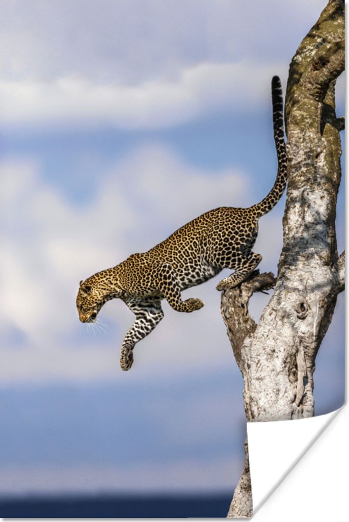 MuchoWow Poster Leopard - Baum - Springen 20x30 cm - Papierdruck