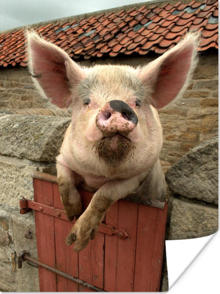 MuchoWow Poster Schwein - Rosa - Tier 60x80 cm - Schlafzimmer Dekoration