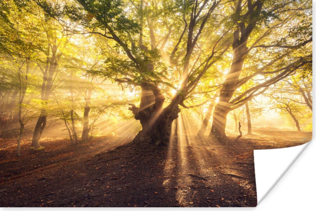 MuchoWow Poster Baum - Wald - Sonne 30x20 cm - Plakate - Print