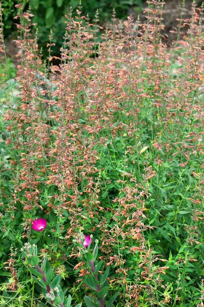 Agastache barberi 'Firebird', Anis-Ysop, rot-orange, ca. 11x11 cm Topf