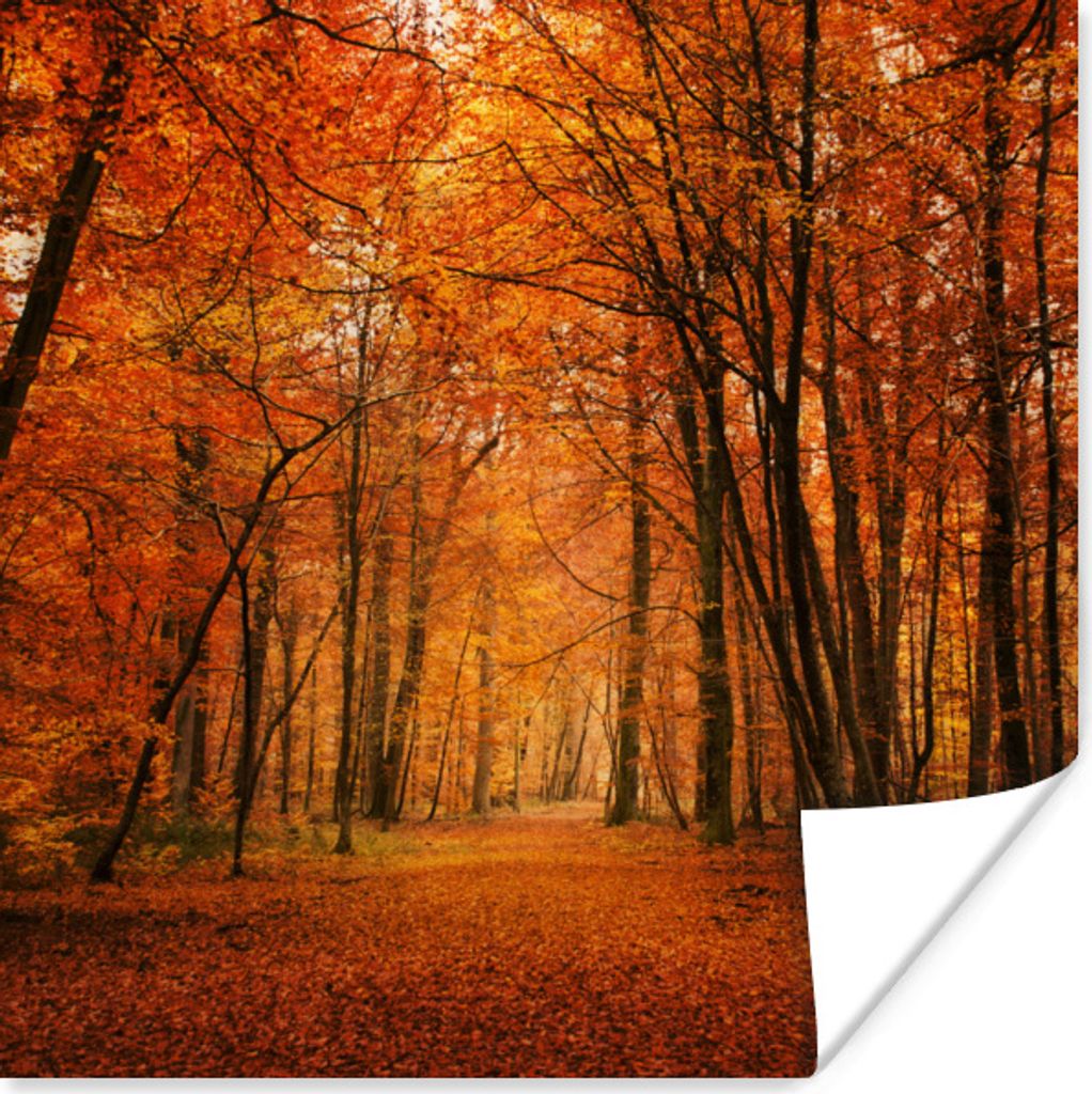 MuchoWow® Poster Herbst - Rot - Wald 50x50 cm - Produktbild 