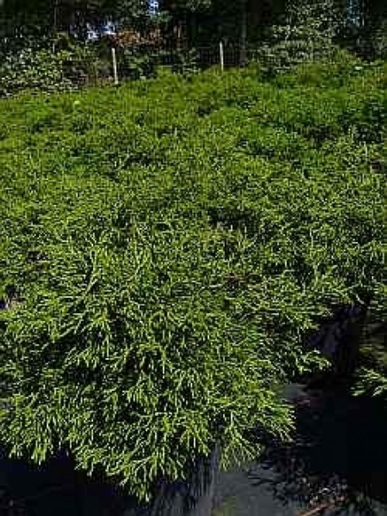 Chamaecyparis obtusa Coralliformis - Korallenzypresse - 30-40