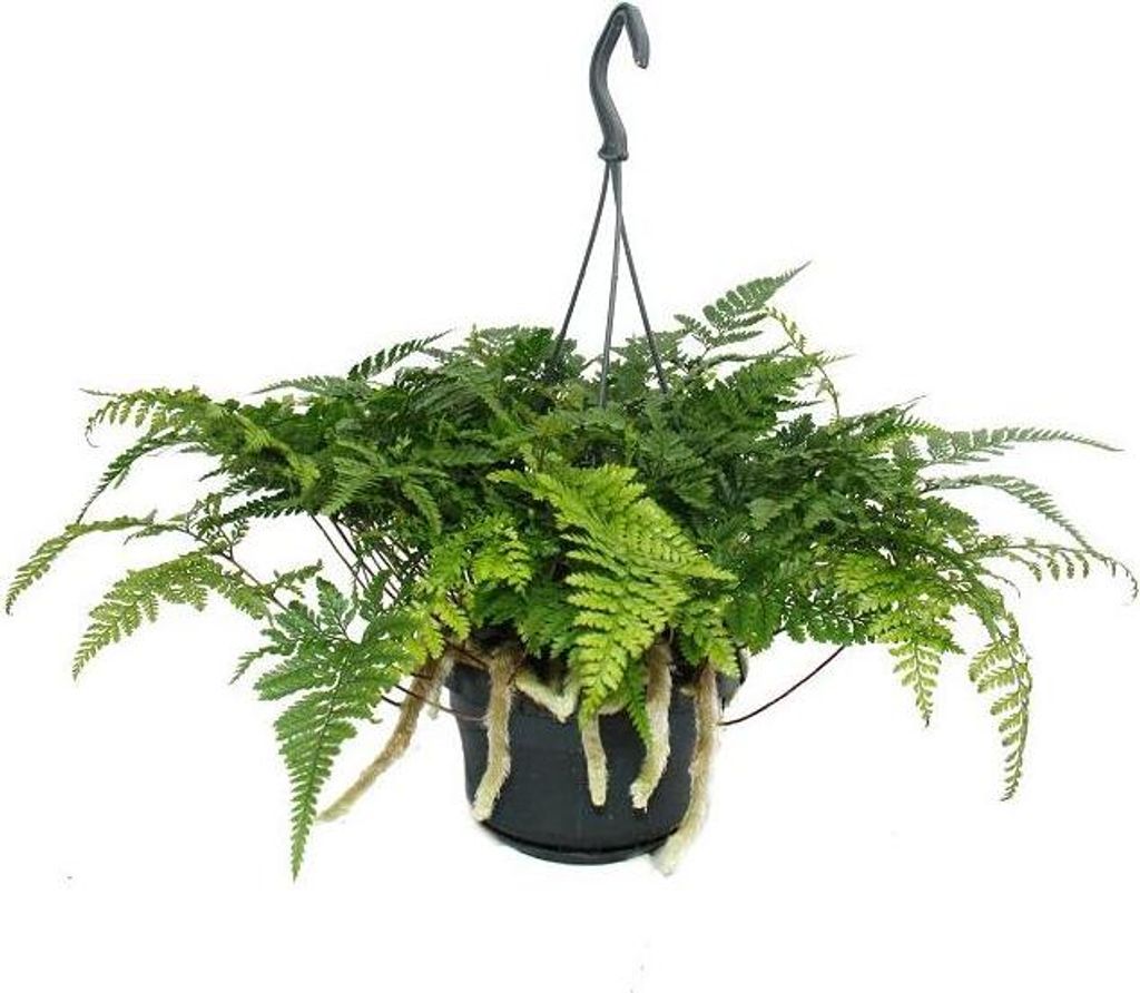 Tarantel-Farn, Vogelspinnen-Farn, Spinnenfarn, Humata tyermannii, Davallia, Zimmerpflanze, 14cm Ampel-Topf zum Hängen