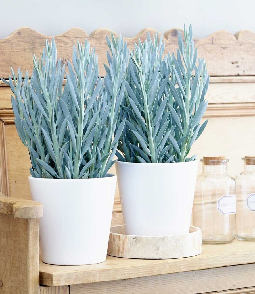 BALDUR Garten 1x Senecio Aquarine® Mount Everest, Pflanze Produktbild 