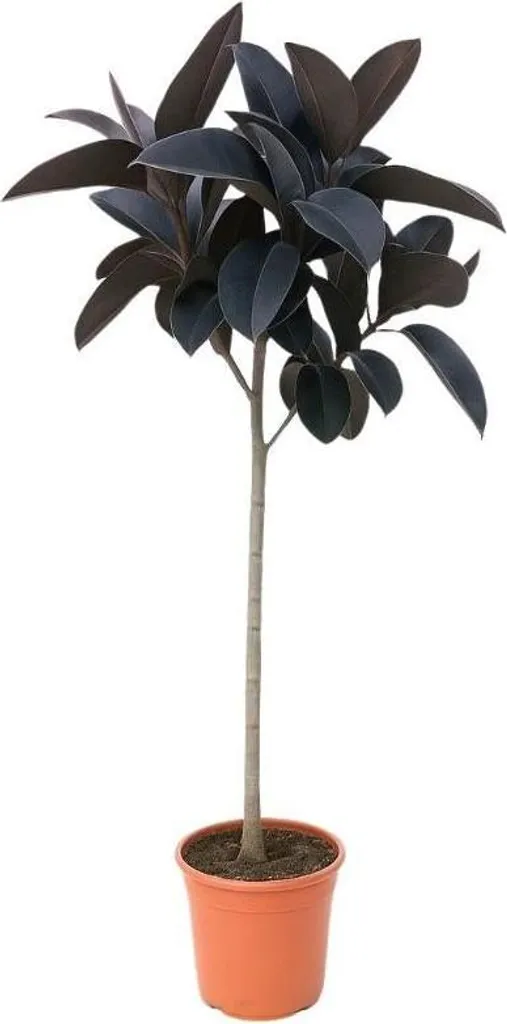 Ficus Elastica Abidjan 130cm : Plante idéale pour salon, bureau et hall