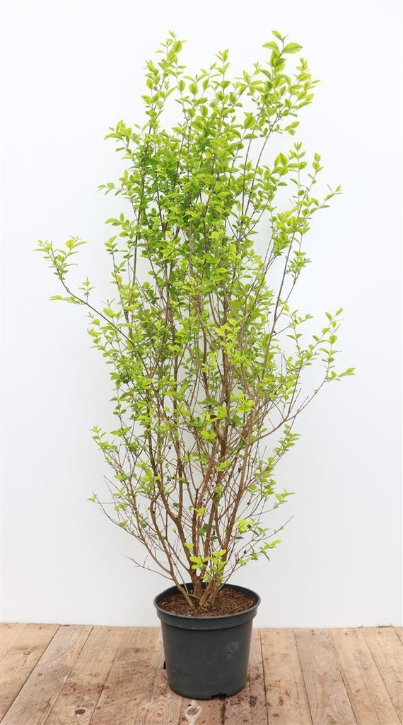 Ligustrum ovalifolium 'Aureum', Goldliguster, gelb-grün, 100–125 cm