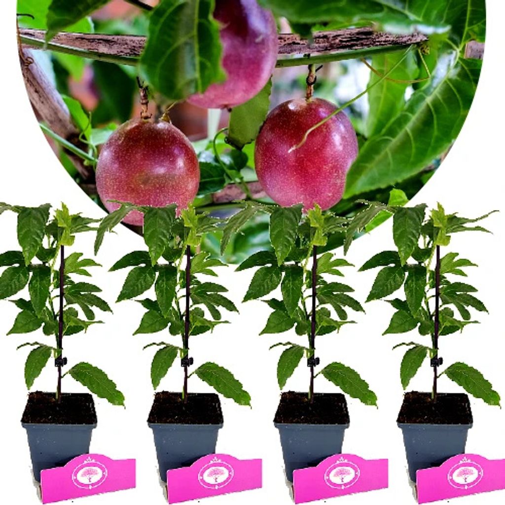 Set van 4 passievruchtplanten – Passiflora edulis Productafbeelding 