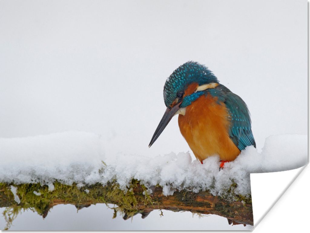MuchoWow Poster Eisvogel - Schnee - Winter 80x60 cm - Kunst für zu Hause