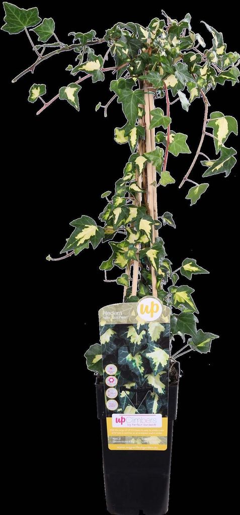 Hoogeveen Hedera Colchica 'Dentata Variegata' - 65 cm, Ø15 cm