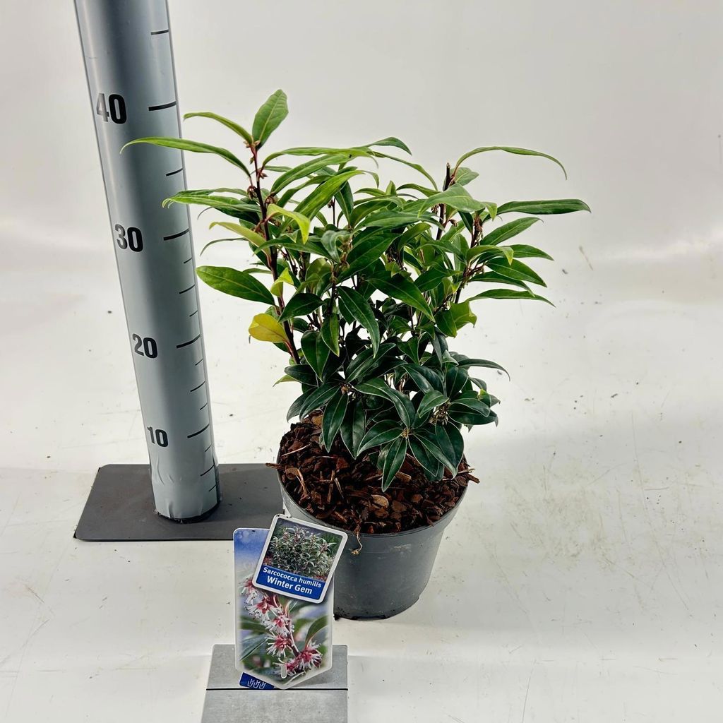 Sarcococca hookeriana Winter Gem ('Pmoore03'PBR) - Produktbild 